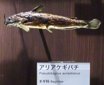 海洋総合辞典Ocean Comprehensive Dictionary, 海洋生物学名